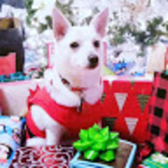 Meet your Posher, Lorelee - Picture 1 of 1